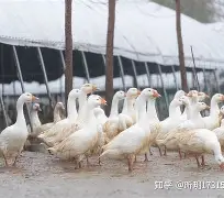 开云体育APP下载-包含溳#W燚J6pB鬭鈪
